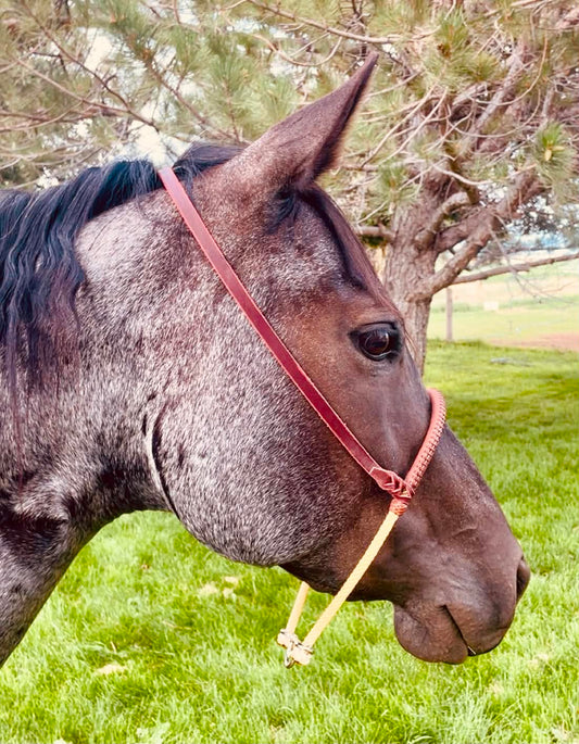 Chocolate Laced Single Rope Tie Down Noseband